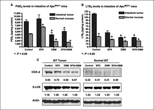 Figure 2. Effects of dietary administration of 600 ppm SFN, 1.0% DBM, and combination of 300 ppm SFN and 0.5% DBM in AIN-76A diet on arachidonic acid metabolism in both intestinal tumors and normal-appearing mucosa of ApcMin/+ mice. A, both DBM and combinatorial treatments significantly decreased PGE2 levels in intestinal tumors and normal-appearing mucosa, whereas SFN treatment increased the level of PGE2 slightly. B, LTB4 levels were significantly decreased by all treatments and in a much more extent in the intestinal tumors than in the normal-appearing mucosa. C, decreased intestinal PGE2 and LTB4 levels were associated with down-regulation of COX-2 but not 5-LOX enzyme expression.