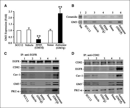 Figure 1. GM3 facilitates the association of EGFR, caveolin-1, CD82, and PKC-α. GM3 was depleted by treatment of cells with PPPP or increased by treatment of cells with antisense oligomers to both GM2/GD2 synthase and GD3 synthase (20). The expression of GM3 was confirmed by both ganglioside ELISA (A; **, P < 0.01; ref. 36) and TLC immunostaining (B, bottom row; ref. 19). B, top row, the content of ceramide, a precursor of GM3, was detected by TLC immunostaining. After starvation of serum and growth factor overnight, cells were stimulated with 10 nmol/L EGF for 10 min before cells were lysed. EGFR (C) and CD82 (D) were immunoprecipitated from the cell lysate with antibody directed against EGFR or CD82, respectively. The coimmunoprecipitated caveolin-1 (Cav-1; third row), PKC-α (bottom row), CD82 (C, second row), or EGFR (D, second row) was detected by immunoblotting an aliquot of the immunoprecipitate. The coimmunoprecipitated GM3 (fourth row) was detected by TLC immunostaining. SCC12, untreated cell control; Vehicle, DMSO-treated cells/control for PPPP; PPPP, GM3-depleted cells; Sense, cells treated with sense oligomers to both GM2/GD2 synthase and GD3 synthase, control for antisense-treated cells; Antisense, GM3-overexpressing cells.