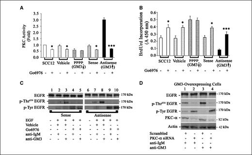 Figure 5. The expression and activation of PKC-α are required for GM3-induced inhibition of EGFR tyrosine phosphorylation and suppression of cell cycling. Cells prepared as indicated in Fig. 4 were treated with or without 500 nmol/L Go6976, which inhibits the activity of PKC-α, the only conventional PKC in SCC12 cells. A, PKC-α activity was measured as described in Fig. 4. *, P < 0.05; ***, P < 0.001. B, the effect of PKC-α activity inhibition on cell cycling was assessed by bromodeoxyuridine (BrdUrd) incorporation as per the manufacturer's instruction (Roche). *, P < 0.05; ***, P < 0.001. After being starved of serum and EGF overnight, cells were treated with or without 10 μg/mL anti-GM3 antibody in the presence or absence of PKC-α inhibitor (Go6976) as described in Materials and Methods. The whole-cell lysate was collected, and immunoblotting was done to detect EGFR expression (C, top row), phosphorylation at the Thr654 site (second row), and tyrosine sites (bottom row). Vehicle, DMSO-treated cells as a control for Go6976; anti-IgM, anti-IgM antibody-treated cells as a control for anti-GM3 antibody treatment. Cells with elevated GM3 were stably transfected with PKC-α siRNA or its scrambled control. D, fourth row, the expression of PKC-α was detected by immunoblotting with anti-PKC-α antibody; bottom row, equal loading was confirmed by immunoblotting with anti-actin antibody. The effect of PKC-α modulation on EGFR expression (top row) and EGFR phosphorylation at the Thr654 site (second row) and tyrosine sites (third row) was analyzed by immunoblotting with anti-EGFR, anti-phosphorylated Thr654 EGFR, and anti-phosphotyrosine EGFR antibodies.