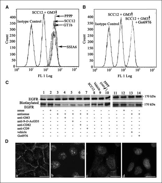 Figure 6. Increases in GM3 trigger EGFR internalization but not degradation. A, SCC12 cells were stably transfected with a human plasma membrane ganglioside-specific sialidase (SSIA) to functionally deplete gangliosides or treated with or without 50 μmol/L purified GM3 (to increase GM3), 1 μmol/L purified GT1b (to increase GT1b, as a control; ref. 27), or 2 μmol/L PPPP (to inhibit the GM3 synthesis). After starvation of serum and EGF overnight, flow cytometry assay was done to detect the cell surface EGFR as described in Materials and Methods. B, SCC12 cells with increased GM3 were also treated with or without 500 nmol/L Go6976 as described in Materials and Methods to block PKC-α activation. The content of cell surface EGFR was detected by flow cytometry using FITC-EGF as described in Materials and Methods. C, surface protein in cells prepared as indicated in Fig. 4 was biotinylated and the biotinylated EGFR at the cell surface was detected as described in Materials and Methods. D, untreated control cells (a and b) and cells with increased GM3 (c and d) were plated onto glass slides and allowed to grow for 2 d. The distribution of EGFR (a and c) was detected by immunofluorescence staining and confocal microscopy as described in Materials and Methods. b and d, nuclei are outlined by propidium iodide. Bar, 35 μm.
