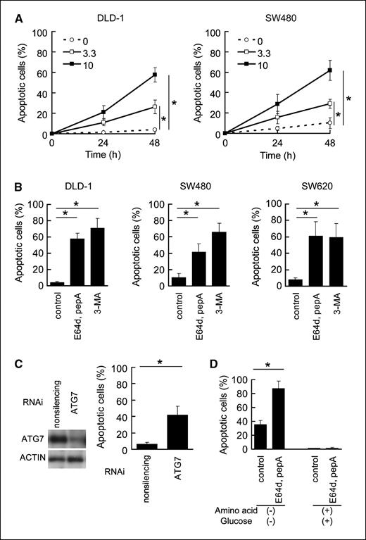 Figure 4. Inhibition of autophagy induced apoptosis. A, DLD-1 and SW480 cells were cultured in amino acid–deprived medium with vehicle (○) and 3.3 μg/mL (□) and 10 μg/mL (▪) of E64d and pepstatin A. Cells were stained with Hoechst 33342 and the number of the apoptotic cells was counted. At least 1,000 cells were examined. Points, mean percentage of apoptotic cells (n = 5); bars, SD. *, statistical significance (P < 0.05) in the Student's t test. B, DLD-1, SW480, and SW620 cells were cultured in amino acid–deprived medium with 10 μg/mL of E64d and pepstatin A or 10 mmol/L of 3-MA for 48 h. Cells were stained with Hoechst 33342 and the number of the apoptotic cells was counted. At least 1,000 cells were examined. Columns, mean percentage of apoptotic cells (n = 3); bars, SD. *, statistical significance (P < 0.05) in the Student's t test. C, DLD-1 cells were transfected with nonsilencing siRNA and ATG7-siRNA. Left, ATG7 protein was specifically reduced in ATG7-siRNA–transfected cells; right, transfected cells were cultured in amino acid–deprived medium for 48 h and stained with Hoechst 33342. RNAi, RNA interference. Columns, mean percentage of apoptotic cells (n = 3); bars, SD. *, statistical significance (P < 0.05) in the Student's t test. D, DLD-1 cells were cultured in amino acid–containing and glucose-containing medium or amino acid–deprived and glucose-deprived medium with 10 μg/mL of E64d and pepstatin A for 48 h. Columns, mean percentage of apoptotic cells (n = 3); bars, SD. *, statistical significance (P < 0.05) in the Student's t test.