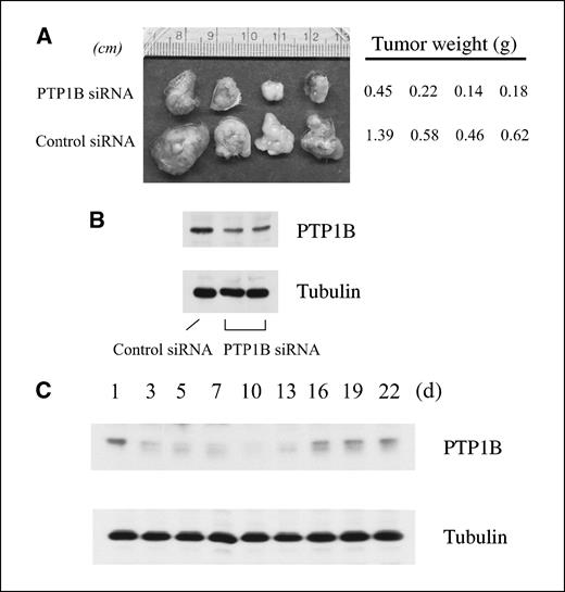 Figure 6. Reduction in tumorigenicity of colon cancer cells after transfection with PTP1B siRNA. A, tumor formation in SCID mice 4 wk after inoculation with 107 SW48 cells that had been transfected with PTP1B siRNA or control scrambled siRNA. Tumors arising from individual mice (four mice in each group) were weighed and photographed. B, Western blot analysis of PTP1B protein levels in tumors. Representative results of individual tumors (mice). C, kinetics of PTP1B siRNA. SW48 cells were transfected with PTP1B siRNA in different dishes and PTP1B levels were examined using Western blotting up to 22 d. Growth medium (DMEM, 5% FBS) was changed each day. Results were representative of two independent experiments.