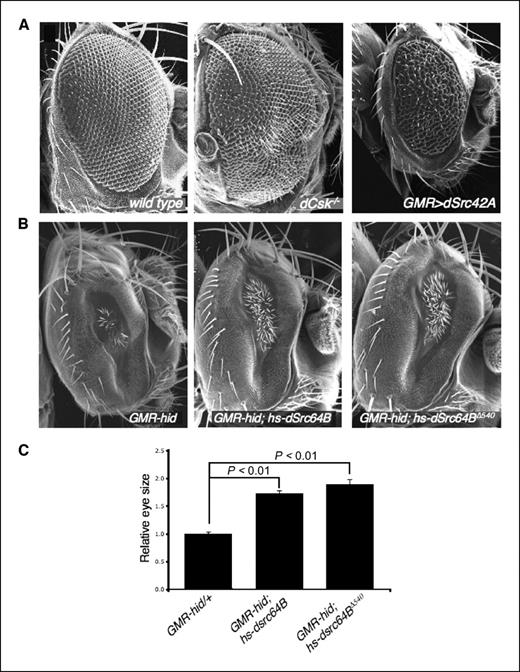 Figure 1. Phenotypes resulting from increased Src or decreased dCsk activity. A, scanning electron micrographs from adult eyes with the genotypes wild type (left), dCskc04256 (center, see Materials and Methods), and GMR>dSrc42A (right). The “rough eye” phenotypes exhibited in both the center and right eyes were the result of poorly aligned ommatidia; however, reduction of dCsk led to overgrowth of the eye field (the eye is folded to fit within its niche in the head capsule), whereas strong dSrc42A expression resulted in small eyes. B, strong expression of the proapoptotic gene hid resulted in severely reduced eyes due to ectopic apoptosis. Mild overexpression of dSrc64B, either as a wild-type (center) or COOH-terminally truncated and activated version (right) led to a partial rescue of the GMR-hid phenotype. In B, animals were raised at 29°C. C, quantification of the phenotypes shown in B. See Materials and Methods for details; n = 6; bars, SEs.