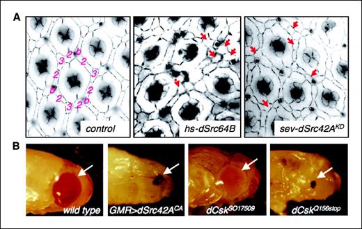 Figure 2. High levels of Src activity directed cell death and tissue loss, whereas low levels inhibited cell death. A, anti-armadillo staining to visualize apical cell outlines from 42 h APF (after puparium formation) retinas with the indicated genotypes. In wild-type (control) retinas, ommatidial units were separated by a single-cell-wide, interweaving interommatidial lattice of bristle units (b) and tertiary (3) and secondary (2) pigment cells. Center and right, patterning was severely disrupted and included extranumerary interommatidial cells. Arrows, examples. B, high levels of Src activity resulted in cell death and tissue loss. Light micrographs from 50 h APF pupae with the indicated genotypes. dCsk mutant eyes were generated with the EGUF technique (see Materials and Methods). Arrows, developing eyes. The null allele dCskQ156Stop resulted in eye ablation and melanotic scars that phenocopied strong expression of dSrc42ACA; by contrast, the hypomorphic allele yielded a full-sized eye. The weak red eye coloration of dCskSO17509 eyes was due to genetic background and did not contribute to the phenotype.
