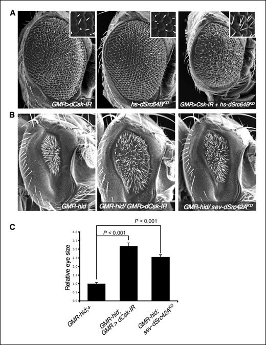 Figure 3. A kinase-inactive Src isoform increased Src activity. A, scanning electron micrographs from adult flies with the genotypes indicated. Insets, high-magnification views. RNA interference–mediated reduction of dCsk (dCsk-IR) activity resulted in mildly rough eyes similar to dCsk mutants (e.g., Fig. 1A). Weak expression of dSrc64BKD did not produce a phenotype by itself, but contrary to expectations for a dominant-negative molecule, it strongly enhanced the phenotype of GMR>dCsk-IR. B, similar to hs-dSrc64B (see Fig. 1B) or dCsk-IR (right), ectopic expression of dSrc42AKD (sev-dSrc42AKD) partially rescued GMR-hid's phenotype. Animals were raised at 25°C. C, quantification of the phenotypes shown in B.