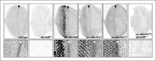 Figure 4. A kinase-inactive Src isoform activated a Src paralogue. A phospho-dSrc64B–specific antibody was used to visualize dSrc64B activation in late third instar larval eye discs with the indicated genotypes. Bottom, higher magnification views. Arrows, morphogenetic furrow, which exhibited high levels of activated dSrc64B. Such staining was not seen in dSrc64B mutants. Note that unlike control discs, expression of Src64B, constitutively activated dSrc42A, or kinase dead dSrc42A resulted in an increase in dSrc64B activation specifically in sev-expressing cells.