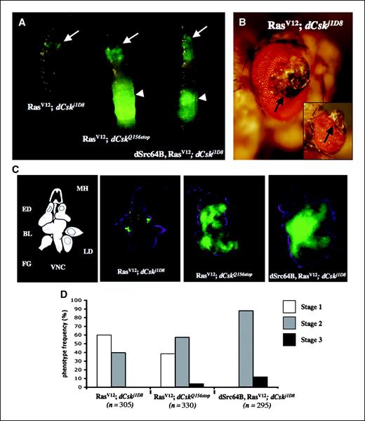 Figure 5. Src cooperates oncogenically with Ras. A, larvae with GFP-marked clones (see Materials and Methods) of eye-antennal cells with the genotypes RasV12;dCskj1D8 (left), RasV12;dCskQ156Stop (middle), and dSrc64B, RasV12;dCskj1D8 (right). Arrows, GFP-expressing clones in the cephalic areas; arrowheads, tumors distant from the cephalic region. Center and right, enlarged size of the animals. B, adult with eye-antennae clones of RasV12;dCskj1D8 cells. Arrow, an eye outgrowth, which displayed substantial overgrowth and failed to differentiate into pigmented ommatidia. Inset, top view from the same eye. Such outgrowths were never observed in control clones (data not shown). C, left, schematic representation of the dissected cephalic complex in middle left. MH, mouth hook; ED, eye-antenna discs; LD, leg discs; BL, brain lobes; VNC, ventral nerve cord; FG, foregut. Dissected cephalic complexes are presented with eye-antennal clones of cells with the indicated genotypes. Clones are marked with GFP (green); 4′,6-diamidino-2-phenylindole (magenta) was used to visualize nuclei. RasV12;dCskj1D8 clones were observed specifically in the eye-antennal discs and the optic lobes of the brain. By contrast, RasV12;dCskQ156Stop and dSrc64B,RasV12;dCskj1D8 clones expanded to fill much of the enlarged cephalic complex, which displayed a dramatic loss in tissue morphology and fusion of its components. D, quantification of the observed phenotypes. Stage 1, viable adults with head outgrowths (e.g., B). Stage 2, dead pupae. Stage 3, enlarged larvae with massive cephalic tumors that failed to initiate pupariation (e.g. A, middle and right). Note that stage 3 larvae were never observed with clones of dRasV12;dCskj1D8, whereas viable adults were never obtained with dSrc64B,dRasV12;dCskj1D8 clones.