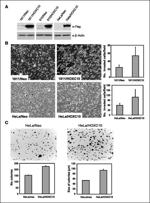 Figure 4. HOXC10 stimulates epithelial cell invasion and anchorage-independent growth. A, Western blot analysis of lysates from indicated cell lines after stable transduction with replication-deficient retroviruses expressing full-length HOXC10 or control retrovirus. Flag-tagged exogenous HOXC10 was detected with an anti-Flag M2 antibody and detection of β-actin was used as a loading control. B, HOXC10-expressing 1811 and HeLa cells show increased invasion through Matrigel-coated transwells compared with matched control (Neo) cells. Columns, mean of cells counted in five fields in each of three independent experiments; bars, SD. C, ectopic expression of HOXC10 in HeLa cells enhances anchorage-independent growth in soft agar. Columns, mean of colony number and size from three independent experiments; bars, SD.