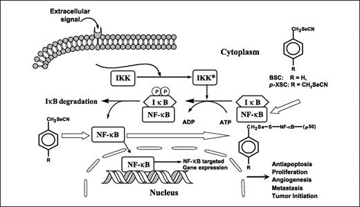 Figure 1. Schematic representation of our working hypothesis.
