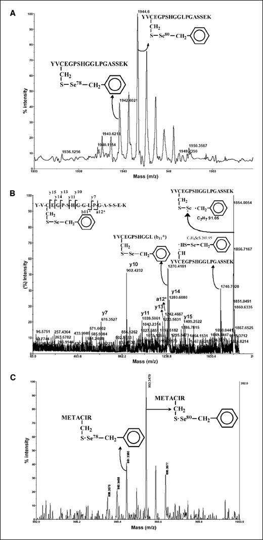 Figure 5. Detection of BSC-modified p50 protein by MALDI-TOF and MS/MS fragmentation. A, MALDI-TOF mass spectrum of BSC-bound peptide corresponding to the peptide YVCEGPSHGGLPGASSEK. B, MS/MS spectrum of the peptide (1,944.6 Da) with BSC-modified Cys62. C, MALDI-TOF mass spectrum of BSC-bound peptide corresponding to the peptide MTEACIR.