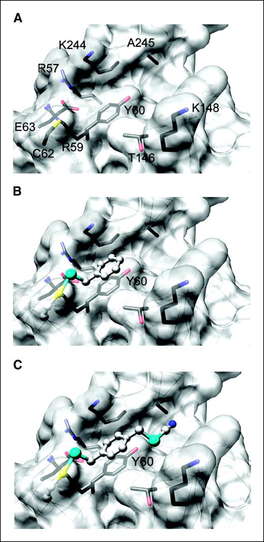 Figure 6. Computer-based modeling of the p50 protein monomer with or without modification by organoselenocyanates. A, a drawing of DNA binding region of p50. B, a drawing of BSC bound to Cys62 of p50 through a Se-S bond. C, a drawing of p-XSC bound to Cys62 of p50 through a Se-S bond. Both ligand resulted moieties are ball-and-stick representations with carbon atoms in gray, selenium atom in aqua, oxygen atom in red, nitrogen atom in purple, and sulfur atom in yellow.