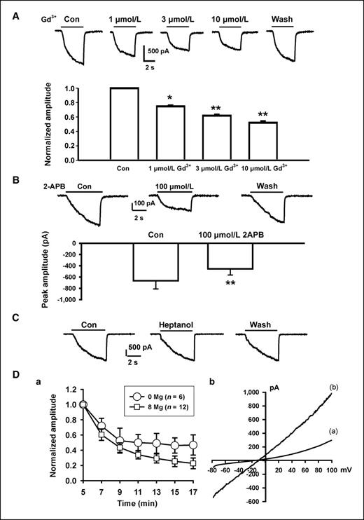 Figure 2. Pharmacologic characterization of the Ca2+-sensing current in FaDu cells. A, dose-dependent inhibition of the Ca2+-sensing current by Gd3+. Representative traces of the Ca2+-sensing currents in the absence and presence of different concentrations of Gd3+. Holding potential, −60 mV. Pipette solution contained no Mg2+. *, P < 0.05; **, P < 0.01. B, effect of 2-APB on the Ca2+-sensing current. Representative traces and summary bar graph showing the Ca2+-sensing current in the absence and presence of 100 μmol/L 2-APB. **, P < 0.01. C, representative current traces showing the lack of inhibition on the Ca2+-sensing current by 1 mmol/L heptanol. D, a, time-dependent change in the amplitude of the Ca2+-sensing current with pipette solution containing either 8 or 0 mmol/L Mg2+. Currents were induced by a drop of [Ca2+]o from 2 to 0 mmol/L at −60 mV. The decrease of the current amplitude with time was significantly greater with pipette solution containing 8 mmol/L Mg2+ (P < 0.05, two-way ANOVA). b, current-voltage relationship of the Ca2+-sensing current in the presence and absence of physiologic concentrations of Ca2+ and Mg2+. Currents were activated by 400-ms voltage-ramp pulses ranging from −80 to +100 mV in the presence (a) and absence (b) of 2 mmol/L Ca2+ and 1 mmol/L Mg2+ in the extracellular solutions. Note that even in the presence of normal Ca2+ and Mg2+, substantial current can still be activated at negative membrane potentials.
