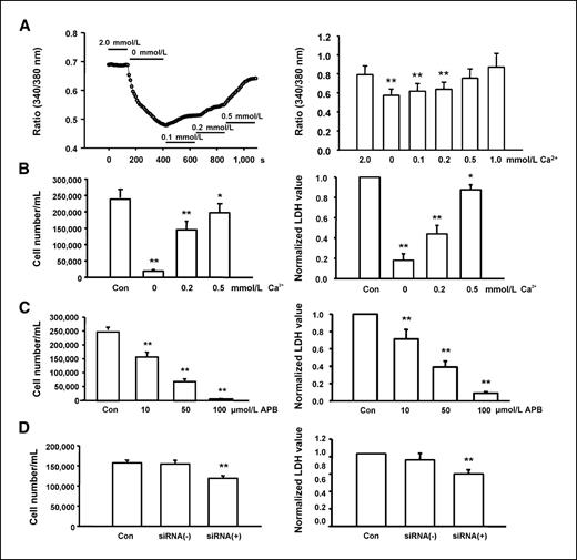Figure 4. Ca2+ and TRPM7 are critical to FaDu cell growth and proliferation. A, fura-2 fluorescence imaging showing changes in the intracellular Ca2+ concentration as indicated by 340/380 nm ratio in response to changes in [Ca2+]o (left), and summary data showing changes in [Ca2+]i as indicated by 340/380 nm ratio in response to changes in [Ca2+]o (right; n = 5–9). **, P < 0.01, compared with 2.0 mmol/L [Ca2+]o. B, effect of [Ca2+]o on the growth and proliferation of FaDu cells as measured by direct cell counting (left) or total LDH release (right). Over a range of [Ca2+]o from 1 to 0.1 mmol/L, the rate of proliferation of the FaDu cells decreased in parallel with decreasing [Ca2+]o. For each data point, 16 to 32 wells of cells from four to eight independent experiments were analyzed. *, P < 0.05; **, P < 0.01, compared with 2.0 mmol/L [Ca2+]o. C, concentration-dependent inhibition of the proliferation of FaDu cells by 2-APB, measured by cell count (left) or total LDH release (right). D, inhibition of the proliferation of FaDu cells by TRPM7 siRNA, evaluated by cell count (left) and LDH assay (right). Con, cells grew in normal medium; siRNA(+), cells were transfected with TRPM7 siRNA; siRNA(−), cells were transfected with negative siRNA. For each data point, 16 to 32 wells of cells from four to eight independent experiments were analyzed. *, P < 0.05; **, P < 0.01.