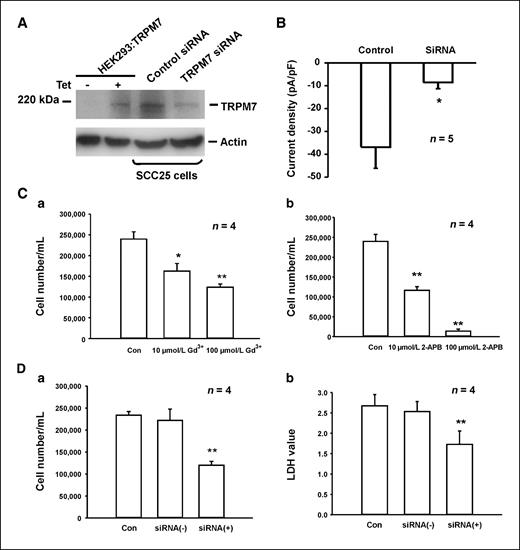 Figure 6. Inhibition of the growth and proliferation of SCC25 cells by pharmacologic blockade of TRPM7-like current or suppression of TRPM7 expression. A, Western blot images showing the detection of TRPM7 protein in SCC25 before and after TRPM7 siRNA transfection. HEK293 cells with induced expression of TRPM7 channels were used as a positive control and actin served as an internal control. B, summary data showing the reduction of TRPM7-like current in SCC25 cells 72 h after transfection with TRPM7 siRNA. C, a, concentration-dependent inhibition of the proliferation of SCC25 cells by Gd3+, measured by cell count. b, concentration-dependent inhibition of the proliferation of SCC25 cells by 2-APB, measured by cell count. D, inhibition of the proliferation of SCC25 cells by TRPM7 siRNA, evaluated by cell count (a) and LDH assay (b). Con, cells grew in normal medium; siRNA(+), cells were transfected with TRPM7 siRNA; siRNA(−), cells were transfected with negative control siRNA. *, P < 0.05; **, P < 0.01.