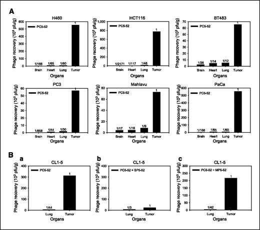Figure 3. PC5-52 phage homes to a variety of human cancer xenografts, directed by a three–amino acid motif. A, recovery of tumor-targeting phage PC5-52 from SCID mice bearing different human cancer xenografts. SCID mice bearing human lung (H460), colon (HCT116), breast (BT483), prostate (PC3), liver (Mahlavu) and pancreatic (PaCa) cancer xenografts were injected i.v. with PC5-52. After washing out free phages, PC5-52 phage titer in the tumor masses were found to be markedly higher than in control organs, brain, lungs, and heart in all the human cancer xenografts. B, identification of binding motif. SCID mice bearing human lung cancer xenografts were injected i.v. with PC5-52 phage (a) or phage plus SP5-52 (b) or mutated peptide MP5-52 (c). The phages from control lung and tumor tissues were recovered after perfusion. Recovery of lung cancer homing phage is competitively inhibited by the synthetic peptide SP5-52 (b). MP5-52 has lost this competition ability (c). Phage titers in control organs compared with tumor tissues.
