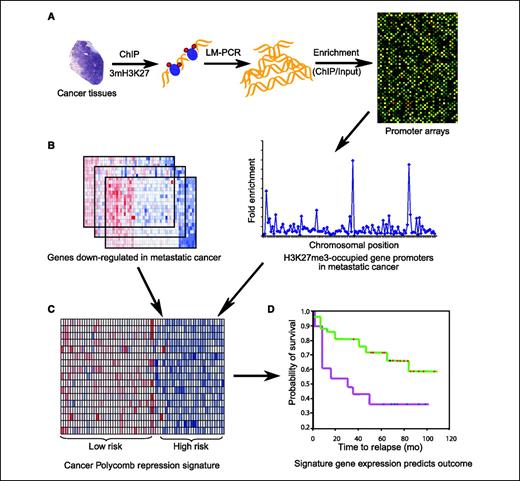 Figure 1. A flowchart to develop a Polycomb repression signature by genome-wide location and expression analysis of aggressive human tumors. A, genome-wide location analysis of H3K27 trimethylation (H3K27me3) was done in human metastatic prostate cancer tissues. B, H3K27me3-occupied genes were evaluated for repression in metastasis using prostate cancer expression profiling data sets. C, a Polycomb repression signature was developed from the analysis of metastatic prostate cancer specimens to predict patient survival in multiple cancer microarray data sets as outlined in D.
