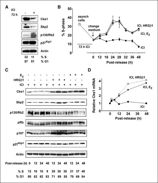Figure 1. HRGβ1 induces cell cycle progression and enhances Cks1 and Skp2 in ICI 182780–arrested ER+ MCF-7/LacZ breast cancer cells. A, MCF-7/LacZ cells accumulate in G1 when exposed to ICI 182780 (10−7 mol/L, 72 h). Cells were harvested and lysed. Lysates were analyzed by immunoblotting to determine the expression of the indicated proteins. B and C, cells were partially synchronized in G1 by a 72-h treatment with ICI 182780 as above, and were then released into HRGβ1 or E2-containing medium in the continued presence of ICI 182780 (10−7 mol/L). At the indicated time points, cells were harvested for FACS analysis of cell cycle progression (B), and for immunoblotting (C). D, expression of Cks1 mRNA in partially synchronized cells during HRGβ1- or E2-stimulated cell cycle progression. At the indicated time points, cells were harvested and total RNA was made. Cks1 expression was determined by TaqMan PCR analysis of reverse-transcribed cDNA. Results are representative of three separate experiments.