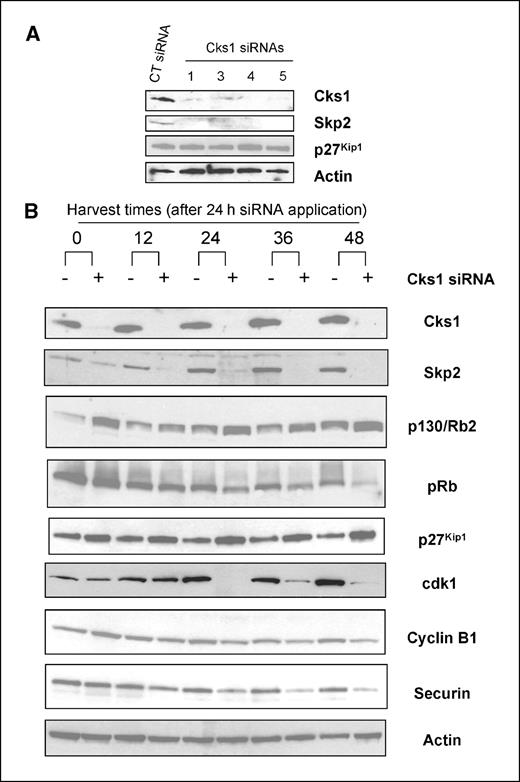 Figure 2. Cks1 depletion by RNA interference in MCF-7/LacZ breast carcinoma cells leads to decreases in cdk1. Cks1 depletion also simultaneously decreases Skp2, while concomitantly increasing p130/Rb2 and p27Kip1 levels. A, four separate siRNA duplexes were tested to identify ones that showed effective knockdown of Cks1. siRNA duplexes were applied to cells using DharmaFECT transfection reagent for 24 h, harvested, and lysed. Lysates were examined for the levels of indicated proteins by immunoblotting. B, siRNA duplexes were applied to cells for 24 h, followed by harvest at 0, 12, 24, 36, and 48 h after completion of transfection. Lysates were analyzed by immunoblotting to determine the expression of the indicated proteins.