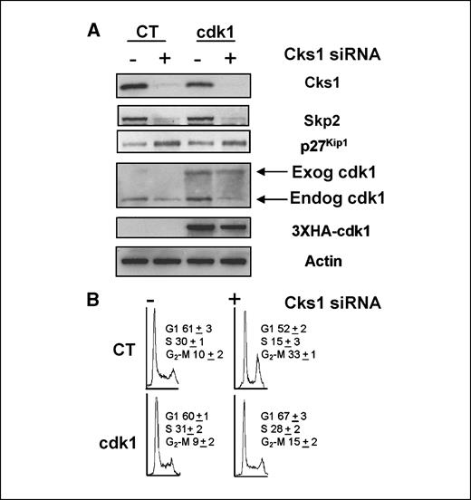 Figure 4. Reintroduction of cdk1 in Cks1-depleted MCF-7 cells reduces G2-M accumulation. A, MCF-7 cells were transiently transfected with pIIB-HA-cdc2 or the control vector pIIB followed by application of either control or Cks1-specific siRNA duplexes to both groups. Cells were harvested 48 h after siRNA application and immunoblotting was done with the indicated antibodies. B, control or Cks1-specific siRNA duplexes were applied to CT or cdk1 transfectants, followed by incubation in CCS medium or FBS-containing medium with the indicated supplements for 48 h. Cells were harvested, stained with propidium iodide, and analyzed by FACS. Representative FACS histograms.
