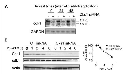 Figure 5. cdk1 mRNA is markedly reduced in Cks1 depleted MCF-7/LacZ cells. A, control or Cks1-specific siRNA duplexes were applied to cells for 24 h, followed by harvest at 0, 24, or 48 h time points. Total RNA was electrophoresed, blotted onto nylon filters, and probed with a human cdc2 (cdk1) probe. B, steady-state cdk1 protein turnover is not altered in Cks1-depleted cells. Control or Cks1-specific siRNA duplexes were applied to cells for 24 h. Cells were then fed cycloheximide (75 μg/mL) containing medium to stop protein synthesis, and harvested at 1, 2, 4, and 8 h after the addition of cycloheximide (post-CHX). Lysates were analyzed by immunoblotting. Densitometric analysis was done to determine cdk1 levels relative to actin and is graphically presented as a function of time after the addition of cycloheximide.