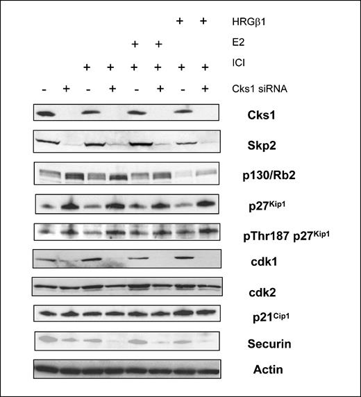Figure 6. HRGβ1 and E2 are incapable of restoring cdk1 levels in Cks1 depleted MCF-7/LacZ cells. Lysates from cells transfected with control or Cks1-specific siRNAs that were treated with indicated conditions for 48 h were analyzed by immunoblotting to determine expression of the indicated proteins.