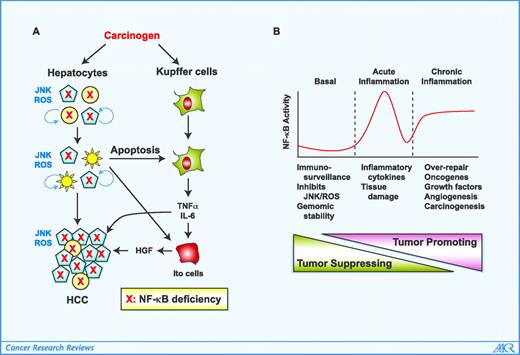 Figure 1. A, NF-κB inhibition induces carcinogenesis in liver or other organs. In the liver cancer model, hepatocye-specific deficiency (depicted by a red X) in relA, Ikkβ, or Ikkγ enhances JNK activation and ROS generation in these cells. In response to a carcinogen, a subpopulation of NF-κB–deficient hepatocytes undergo apoptosis because of a weakened antiapoptotic response. The apoptotic cells trigger release of hepatomitogens such as TNFα and IL-6 from Kupffer cells and hepatocyte growth factor (HGF) from Ito cells in which NF-κB is normal. These hepatomitogens, along with the enhanced JNK activation and ROS generation, foster uncontrolled proliferation and carcinogenic transformation of the remaining hepatocytes. These proliferative hepatocytes may be those cells that have either escaped from apoptosis despite deficiency in NF-κB or differentiated into a stage that differs from that of cells prone to apoptosis (as denoted by a different shape). B, the tumor-suppressive or tumor-promoting effect of NF-κB might be determined by the degree or duration of NF-κB activation and other cellular contexts. The basal-level NF-κB may be tumor suppressive by maintaining the functions of immunosurveillance, inhibiting JNK or ROS generation and guarding genomic stability. During acute inflammation, transient acute NF-κB activation is important for inflammatory cytokine production. These cytokines may be involved in innate immune response against both invading microorganisms and tissue damage. A sustained activation of NF-κB, such as in the case of chronic inflammation, is tumorigenic because of over-repair of the damaged tissues, expression of oncogenes and growth factors, and the release of a number of angiogenic factors.