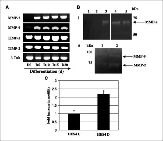 Figure 3. Human ES cell differentiation is associated with MMP activity and increased cellular motility. HES4 ES cells were maintained in an undifferentiated state by culture in ES cell medium in the presence of a fibroblast feeder layer and differentiated in monolayer culture by transfer of the cells to gelatin-treated plates. A, transcript expression of MMP-2, MMP-9, TIMP-1, TIMP-2, and β-tubulin (β-tub—control) was determined by RT-PCR in undifferentiated HES4 ES cells (day 0) and in cells differentiated for 5, 10, 15, and 20 d. B, (i) gelatin zymogram analysis was performed to determine MMP-2 and MMP-9 activity within the culture supernatants of undifferentiated and differentiating HES4 ES cells. Lane 1, ES cell medium alone; lane 2, supernatant from undifferentiated HES4 ES cells; lanes 3 to 5, supernatant from HES4 ES cells differentiated for 5, 10, and 15 d, respectively. Arrow, size of the active MMP-2 (65 kDa). (ii) Gelatin zymogram analysis in HES4 ES cells differentiated for 5 d (lane 1) and 10 d (lane 2) in neurobasal N2B27 medium. Arrow, size of the active MMP-2 (65 kDa) and MMP-9 (92 kDa). C, cellular motility of undifferentiated (HES4 U) and differentiating (10 d; HES4 D) HES4 ES cells was assessed using Costar Transwell 5 μm pore size plates. Data represents the fold change in motility compared with undifferentiated cells. Note that differentiated HES4 ES cells exhibit increased motility compared with undifferentiated cells.