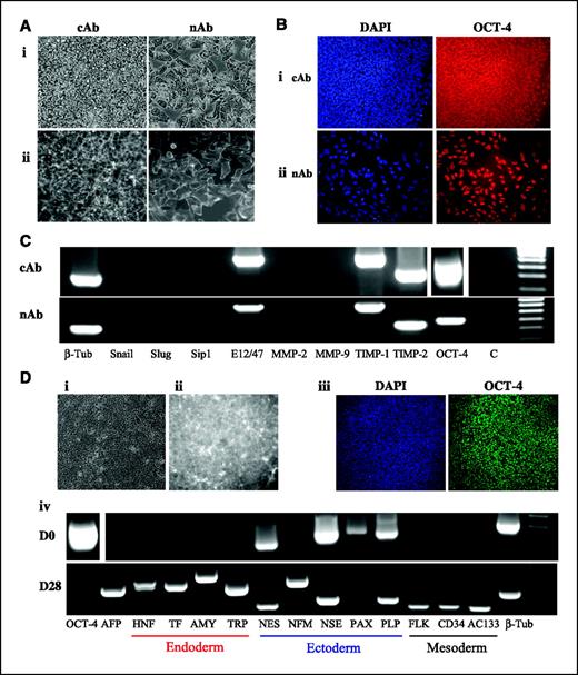 Figure 4. Loss of E-cadherin–mediated cell-cell contact in ES cells induces reversible actin cytoskeleton rearrangement in the absence of up-regulation of EMT-associated transcripts. A, HES4 ES cells cultured in ES cell medium in the presence of a fibroblast feeder layer were treated with either cAb or E-cadherin nAb SHE78.7 for 24 h and assessed for (i) cellular morphology using phase contrast microscopy and (ii) actin cytoskeleton arrangement using phycoerythrin-conjugated phalloidin and fluorescent microscopy. Note that SHE78.7-treated cells exhibit altered actin cytoskeleton arrangement and a mesenchymal-like morphology. B, immunofluorescent analysis of OCT-4 protein expression in HES4 ES cells treated with (i) cAb and (ii) nAb for 7 d. DAPI shows the total number of cells (nuclei) within the field of view. Note that loss of E-cadherin did not affect OCT-4 protein expression. C, RT-PCR analysis of EMT-associated transcripts in HES4 ES cells treated with either (i) cAb or (ii) nAb antibody for 7 d (C, control; β-tub, β-tubulin). Note that no significant differences were observed between cAb- and nAb-treated ES cells. D, HES4 ES cells were cultured for 7 d in nAb followed by removal of nAb for 2 d and assessed for (i) cellular morphology, (ii) actin cytoskeleton arrangement, and (iii) OCT-4 protein expression. DAPI shows the total number of cells (nuclei) within the field of view. (iv) HES4 ES cells were cultured for 7 d in nAb followed by removal of the antibody and differentiation of the cells induced by overgrowth for 28 d in ES cell medium. Note that the differentiated cells lacked OCT-4 transcript expression and exhibited up-regulation of transcripts associated with all three germ layers.