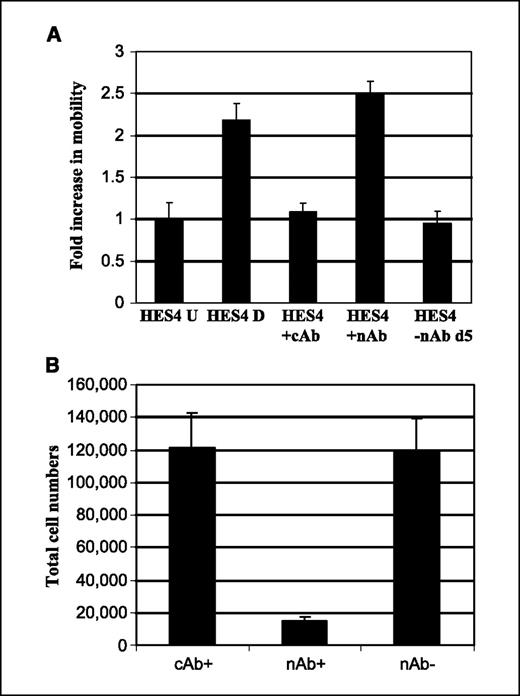 Figure 5. Inhibition of E-cadherin–mediated cell-cell contacts increases cellular motility but decreases proliferation of hES cells. A, cellular motility of undifferentiated and differentiating HES4 ES cells and following treatment of the cells with E-cadherin nAb (SHE78.7) was assessed using Costar Transwell 5 μm pore size plates. Data represents the fold change in motility compared with undifferentiated cells. HES4 U, undifferentiated cells; HES4D, ES cells differentiated for 10 d; HES4 +cAb, ES cells treated with cAb; HES4 +nAb, undifferentiated ES cells treated with nAb SHE78.7; HES4 −nAb d5, removal of nAb from undifferentiated HES4 ES cells for 5 d prior to motility analysis. B, cellular proliferation was assessed in undifferentiated HES4 ES cells treated with cAb (cAb+), nAb (nAb+), and following removal of nAb for 7 d (nAb−). Note that nAb-treated cells exhibited decreased proliferation and that this was reversed following removal of the antibody.