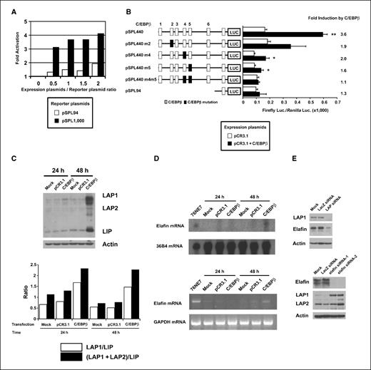 Figure 5. Overexpression of C/EBPβ transactivates the elafin gene through its promoter in MDA-MB-231 tumor cells. A, C/EBPβ transcriptionally activates elafin promoter in the breast cancer cell line MDA-MB-231. MDA-MB-231 cells were cotransfected with either 0.5 μg of pSPL1000 or pSPL94 reporter plasmid, and increasing amounts of C/EBPβ overexpressing plasmid. A ratio of C/EBPβ expression plasmid to reporter plasmid was taken from 0 to 2. Twenty-four hours after transfection, cells were lysed and assayed for luciferase assay. To normalize the transfection efficiency, 0.032 μg of the pRL-TK vector was included in all cotransfections reaction. Results are shown as fold activation by C/EBPβ. Each experiment was done in triplicate. B, effect of cotransfected C/EBPβ on the activity of the C/EBPβ mutant elafin promoter in the breast cancer cell line MDA-MB-231. MDA-MB-231 cells were cotransfected with 0.5 μg of indicated reporter plasmids, and either with empty plasmid (pCR3.1) or C/EBPβ expression plasmid (pCR3.1 + C/EBPβ). A 1:1.5 ratio of C/EBPβ expression plasmid to reporter plasmid was taken. Twenty-four hours after transfection, cells were lysed and assayed for luciferase assay. To normalize the transfection efficiency, 0.032 μg of the pRL-TK vector was included in each transfection reaction. The firefly luciferase activity normalized by its Renilla luciferase activity is shown. Columns, means; bars, SD; n = 3. *, P < 0.05; **, P < 0.01. Results are also shown as fold activation by C/EBPβ (bottom). Each experiment was done in triplicate. C and D, overexpression of C/EBPβ enhances elafin mRNA levels in MDA-MB-231 tumor cells. C, top, Western blotting for C/EBPβ. Actin was used to standardize for equal protein loading. The band intensity of each isoform was determined by densitometric scanning, and the ratios of LAP1/LIP and (LAP1 + LAP2)/LIP are represented in the bar graph (bottom). D, total RNA from MDA-MB-231 transfected with control, pCR3.1 plasmid, or C/EBPβ expression plasmid was analyzed by Northern blotting (top) and RT-PCR (bottom) to detect expression of the elafin mRNA. mRNA sample from 76NE7 was chosen as a positive control. 36B4 and GAPDH were used as an internal standard. E, cross-talk of C/EBPβ and elafin in 76NE6 breast epithelial cells. Top, siRNA to C/EBPβ leads to decrease in elafin expression. 76NE6 cells were transfected with control siRNA (LacZ), or C/EBPβ-specific siRNA. At 96 h after transfection, the cell lysates were collected for Western blot analysis. Bottom, siRNA to elafin up-regulates LAP1 expression. 76NE6 cells were transfected with LacZ or elafin-specific siRNA. At 72 h after transfection, the cell lysates were collected for Western blot analysis.