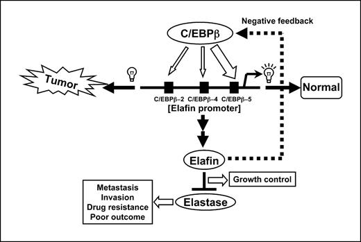 Figure 6. Proposed model of regulatory circuit between C/EBPβ, elafin, and elastase. C/EBPβ plays a central role in the transcriptional regulation of elafin gene. In normal cells, elafin antagonizes elastase activity to control cell growth. The decrease in the elafin expression is signaled to C/EBPβ in a negative feedback loop. In tumor cells, down-regulation of elafin gene results in higher elastase activity, thereby promoting tumor metastasis, invasion, drug resistance, and poor outcome of breast cancer patients. Alteration of LAP/LIP ratio and subsequent interaction of C/EBPβ (probably LAP) with the specific C/EBPβ binding sites reactivates the elafin transcription, leading to the elafin gene expression. This model may provide a novel mechanism to regulate the switch between normal epithelial cell and tumor cells in mammary gland.
