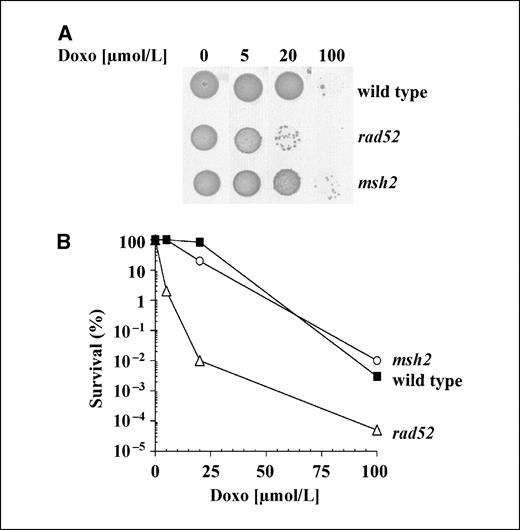 Figure 1. Determination of the concentration of doxorubicin for the screen. A, wild-type parental strain (BY4741) and rad52 and msh2 mutants were tested for growth on media containing different concentrations of doxorubicin (Doxo) as indicated in Materials and Methods. Serial dilutions (1:10–1:105) of saturated stationary cultures (cell density, ∼2 × 107) were spotted in the plates containing 0, 5, 20, and 100 μmol/L doxorubicin, respectively. Growth was scored after 3 d of incubation at 30°C. The 1:10 dilution of the different concentration plates is shown. B, quantification of the survival of the tested strains. Survival was determined by counting the number of colonies in the respective dilutions and calculated based on the growth in plates lacking doxorubicin.