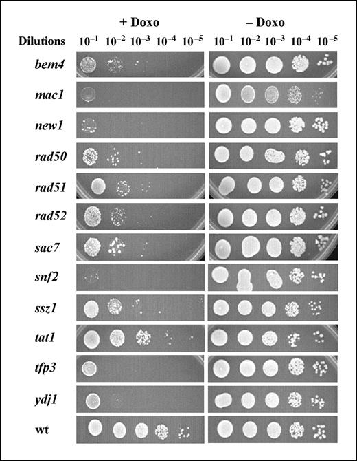Figure 2. Confirmation of the sensitivity of individual deletion mutant strains to doxorubicin. Candidate doxorubicin-sensitive strains identified in the screen were retested by plating serial dilutions of overnight cultures from the original library onto plates containing 20 μmol/L doxorubicin. To account for growth rate differences between the strains, growth in a control plate lacking doxorubicin was also tested. Sensitivity was determined by growth in doxorubicin-containing plates relative to the growth in plates with no drug. The wild-type control shows no significant growth defect (>83% survival) in doxorubicin at the concentration used, consistent with the data in Fig. 1. The sensitive strains displayed varying degrees of sensitivity in doxorubicin plates and were classified as slightly sensitive strains (2–10-fold sensitivity; e.g., tat1), sensitive strains (10–100-fold sensitivity; e.g., ssz1), or hypersensitive strains (>100-fold sensitivity; e.g., snf2, ydj1, etc). The strains were retested twice, displaying consistent phenotype. Selected strains are shown.