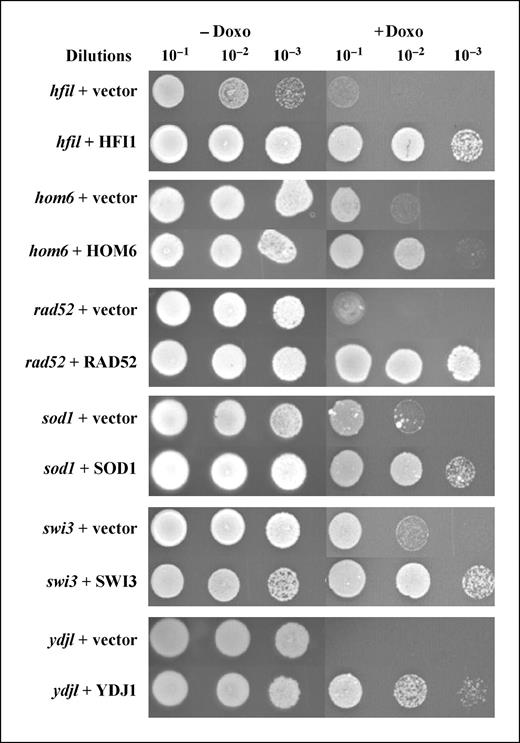 Figure 3. Complementation of the doxorubicin sensitivity of selected deletion strains. Strains were transformed with expression plasmids containing their specific deleted genes or the empty vector and tested for complementation. Serial dilutions of stationary cultures were spotted in selective media and selective media plus doxorubicin. Growth was determined after 3 d of incubation at 30°C.