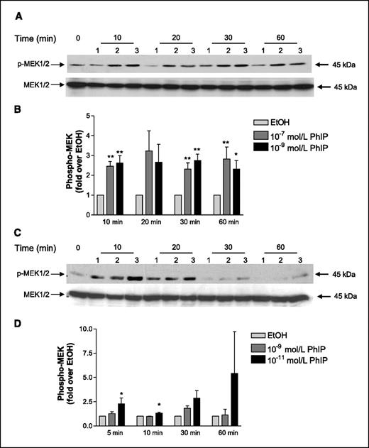 Figure 3. The effect of PhIP on the phosphorylation status of MEK1/2 in MCF10A and PC-3 cells. A, MCF10A cells. Phosphorylated and total forms of MEK1/2 were evaluated by immunoblotting with protein extracts obtained from MCF10A cells treated with PhIP in serum-free medium for the indicated time periods. 1, ethanol; 2, 10−7 mol/L PhIP; 3, 10−9 mol/L PhIP. B, blots were quantified with a Kodak Image Station and Kodak ID Image Analysis Software. Columns, mean of three separate blots; bars, SE. *, P < 0.05; **, P < 0.01, compared with respective DMSO control (ANOVA with Tukey-Kramer posttest). C, PC-3 cells. Phosphorylated and total forms of MEK1/2 were evaluated by immunoblotting with protein extracts obtained from PC-3 cells treated with PhIP in serum-free medium for the time periods indicated. 1, ethanol; 1, 10−9 mol/L PhIP; 3, 10−11 mol/L PhIP. D, blots were quantified with a Kodak Image Station and Kodak ID Image Analysis Software. Columns, mean of three separate blots; bars, SE. *, P < 0.05; **, P < 0.01, compared with respective DMSO control (ANOVA with Tukey-Kramer posttest).