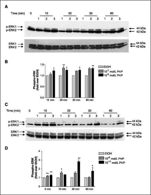 Figure 4. The effect of PhIP on the phosphorylation status of ERK1 and ERK2 in MCF10A and PC-3 cells. A, MCF10A cells. Phosphorylated and total forms of ERK1/2 were evaluated by immunoblotting with protein extracts obtained from MCF10A cells treated with PhIP in serum-free medium for the indicated time periods. 1, ethanol; 2, 10−7 mol/L PhIP; 3, 10−9 mol/L PhIP. B, blots were quantified with a Kodak Image Station and Kodak ID Image Analysis Software. Columns, mean of three separate blots; bars, SE. *, P < 0.05; **, P < 0.01, compared with respective DMSO control (ANOVA with Tukey-Kramer posttest). C, PC-3 cells. Phosphorylated and total forms of ERK1/2 were evaluated by immunoblotting with protein extracts obtained from PC-3 cells treated with PhIP in serum-free medium for the time periods indicated. 1, ethanol; 1, 10−9 mol/L PhIP; 3, 10−11 mol/L PhIP. D, blots were quantified with a Kodak Image Station and Kodak ID Image Analysis Software. Columns, mean of three separate blots; bars, SE. *, P < 0.05; **, P < 0.01, compared with respective DMSO control (ANOVA with Tukey-Kramer posttest).
