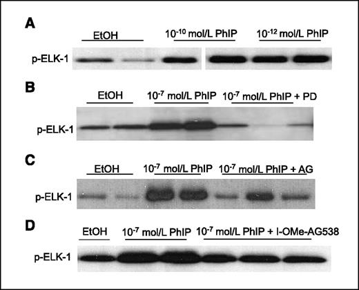 Figure 5. Effect of PhIP on the kinase activity of ERK1 and ERK2 in MCF10A cells. ERK1/2 kinase activity was determined by the detection of ELK-1 phosphorylation by active ERK1 and ERK2 immunoprecipitated from MCF10A cells treated with PhIP for 30 min in serum-free medium (A), in the presence of the MEK1/2 inhibitor PD98059 (50 μmol/L; B), EGFR tyrosine kinase inhibitor AG1478 (AG; 30 nmol/L; C), or IGF-IR kinase inhibitor I-OMe-AG538 (30 μmol/L; D) for 30 min in serum-free medium. Bands represent separate kinase assays carried out with different cell lysates.