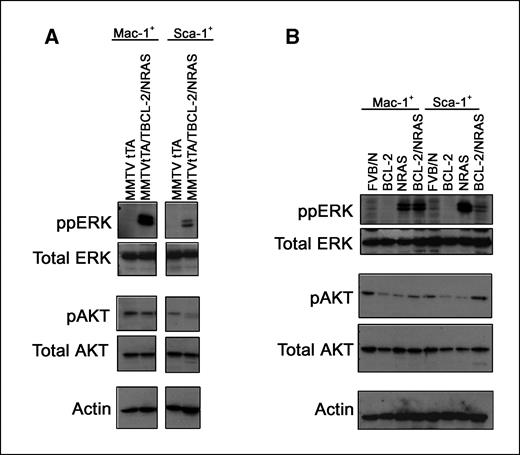 Figure 5. Regulation of ERK and AKT signaling in MDS/AML–like mice. Mac-1+ and Sca-1+ spleen cells from control and diseased MDS (A) and AML (B) animals were incubated for 4 h in the presence of WEHI-conditioned/serum-rich medium, harvested, and lysed for protein extraction. Western blot analysis was carried out for phosphorylation-specific and total ERK and AKT levels, and normalized protein loading was confirmed by probing for actin.