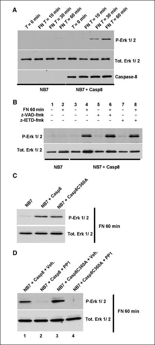 Figure 3. Caspase-8 promotes adhesion-induced activation of Erk 1/2 via Src. A, immunoblot analysis of phospho-Erk 1/2, total Erk 1/2, and caspase-8 levels in NB7 or NB7 + Casp8 cells plated onto fibronectin for 0, 10, 30 or 60 min as shown. B, immunoblot analysis of phospho-Erk 1/2 and total Erk 1/2 levels in NB7 (lanes 1–2) or NB7 + Casp8 cells (lanes 3–8) treated with vehicle (lanes 1–4), a broad-range caspase inhibitor (+z-VAD-fmk, 40 μmol/L, lanes 5 and 6) or a caspase-8 inhibitor (+z-IETD-fmk, 40 μmol/L, lanes 7 and 8) plated onto fibronectin for 0 or 60 min as shown. C, immunoblot analysis of phospho-Erk 1/2 and total Erk 1/2 levels from NB7, NB7 + Casp8 or NB7 + Casp8C360A cells plated onto fibronectin for 60 min. D, immunoblot analysis of phospho-Erk 1/2 and total Erk 1/2 levels from NB7 + Casp8 or NB7 + Casp8C360A cells plated onto fibronectin for 60 min with vehicle (lanes 1 and 3) or PP1 (1 μmol/L, lanes 2 and 4).