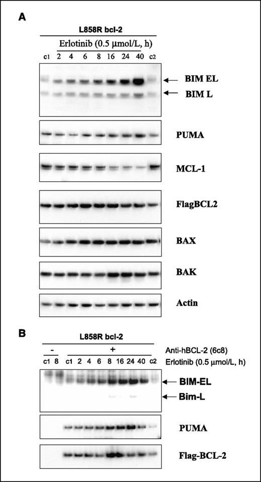 Figure 3. Proapoptotic BH3-only proteins BIM and PUMA are up-regulated by erlotinib and sequestered by BCL2. A, protein lysates were prepared from L858R BA/F3 bcl-2 cells treated with 0.5 μmol/L erlotinib over a time course and separated by denaturing electrophoresis. Membranes were blotted with antibodies against BCL-2 family proteins as indicated. B, same protein lysates as A were subjected to immunoprecipitation with an antibody specific for human BCL-2 (6C8). Immunoprecipitants were immunoblotted for BIM, PUMA, and BCL-2 proteins [anti–BCL-2 antibody (/100) was used for immunoblotting after immunoprecipitation].
