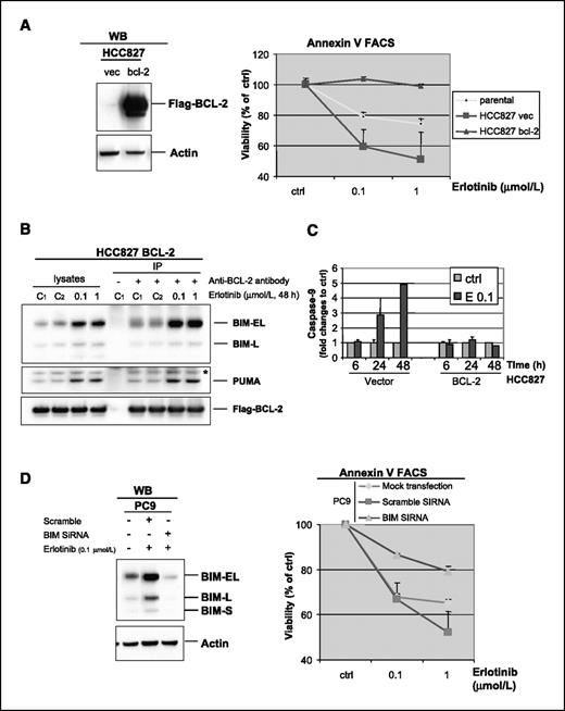 Figure 5. Sequestering BIM via BCL-2 overexpression or decreasing BIM protein levels protects cells from death triggered by erlotinib. A, Western blot analysis of FlagBCL-2 expression level in transfected HCC827 cells and cell viability [determined by Annexin V flow cytometry analysis (FACS)] of parental and transfectant HCC827 cells treated with erlotinib for 48 h. Results of cell viability were shown as a percentage of control cells; error bars, SD of triplicate experiments. Vec, vector. B, protein lysates prepared from BCL-2 expressing HCC827 cells (control or treated with erlotinib) were used for immunoprecipitation (IP) with an antibody specific for human BCL-2 (6C8). Both protein lysates and immunoprecipitates were separated by electrophoresis and immunoblotted for BIM, PUMA, and BCL-2 [anti–BCL-2antibody (/100) was used for immunoblotting after immunoprecipitation]. C1 and C2 were duplicates of DMSO treated samples. *, a nonspecific crossreacting band. C, caspase 9 activity assay. BCL-2 or vector expressing HCC827cells were treated with erlotinib (0.1 μmol/L) for 6, 24, and 48 h. At each time point, cells were lysed and analyzed for caspase 9 activity using ApoAlert Profiling Assay plate. The fold changes (erlotinib-treated versus control cells) were shown from two independent experiments. Columns, mean; bars, SD. E, erlotinib. D, BIM levels were analyzed by immunoblot in PC9 cells transfected with either scrambled or BIM siRNA and treated with erlotinib. Mock, scramble, or BIM SiRNA–transfected PC9 cells were also subjected to viability assay by Annexin V flow cytometry analysis. Viability was shown as a percentage of control cells; error bars, SD of triplicate experiments.