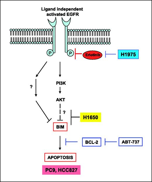 Figure 6. Model of how apoptosis is induced by erlotinib and how it may be blocked. Inhibition of activated EGFR by erlotinib results in BIM up-regulation downstream of loss of kinase activity. H1975 is resistant based on a mutation that inhibits the binding of erlotinib to EGFR. H1650 is resistant based on a novel mechanism that blocks BIM up-regulation downstream of kinase inhibition. BCL-2 can block apoptosis by sequestering BIM and other proapoptotic molecules generated by erlotinib. BCL-2–derived resistance can be reversed by ABT-737. PC9 and HCC827 are killed by the mitochondrial, or intrinsic, apoptotic pathway, downstream of BIM activation.