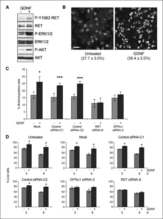 Figure 3. GDNF stimulates MCF7 proliferation and survival. A, MCF7 cells cultured in serum-free DMEM overnight were stimulated for 20 min with or without 10 ng/mL GDNF and subject to Western blotting using the indicated antibodies. B, MCF7 cells cultured in serum-free DMEM for 24 h were then incubated for 28 h with DMEM plus 0.5% FCS with or without 10 ng/mL GDNF. BrdUrd (10 μmol/L) was added for 1 h before fixation and staining with FITC-conjugated anti-BrdUrd antibody. Nuclei were counterstained with TO-PRO-3. Representative monochrome images. Values given are percentage of BrdUrd-positive nuclei ± SD from ≥3 independent experiments (P = 0.0049). Scale bar, 100 μm. C, MCF7 transfected with siRNA for 72 h and then treated as described in A to monitor BrdUrd incorporation following stimulation with or without 10 ng/mL GDNF. Columns, % BrdUrd-positive nuclei from three independent experiments; bars, SD. *, P = 0.05; ***, P < 0.001. D, 1 × 104 siRNA transfected MCF7 cells were seeded in anchorage-independent conditions and treated with or without 10 ng/mL GDNF for 3 or 8 d and cell survival was monitored with the Cell Titre Blue assay as described in Materials and Methods. Columns, mean % live cells from quadruplicate samples in two independent experiments; bars, SE. *, P < 0.005.