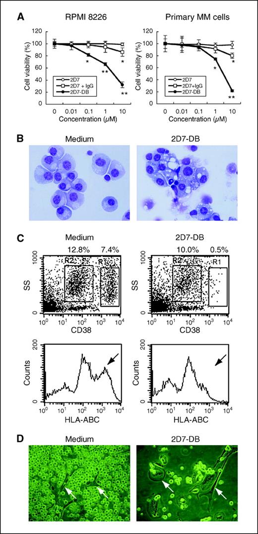 Figure 2. Cytotoxic activity of 2D7-DB on multiple myeloma cells. A, effects of 2D7 mAb and 2D7-DB on multiple myeloma (MM) cells. RPMI 8226 cells and purified multiple myeloma cells from patient no. 13 were cultured for 24 h with 2D7 mAb in the presence or absence of 10 μg/mL F(ab′)2 goat antimouse IgG antibody or 2D7-DB alone. Cell viability was determined by a WST-8 assay or trypan blue exclusion test. Points, mean of triplicate measurements; bars, SD. The statistical difference was determined by a two-factor ANOVA with Scheffé's F test. *, P < 0.05; **, P < 0.01. B, morphologic findings of multiple myeloma cells after treatment with 2D7-DB. Purified multiple myeloma cells from patient no. 18 were cultured for 24 h in the presence or absence of 2D7-DB (1 μg/mL). Cells were then fixed on slides and stained with Wright-Giemsa. Original magnification, ×1,000. C, eradication of patient multiple myeloma cells from BMMCs by 2D7-DB. Total BMMCs from patient no. 12 were cultured in the presence or absence of 2D7-DB (1 μg/mL) for 48 h. After cell culture, the remaining cell population was assessed by flow cytometry using FITC-labeled anti-HLA-ABC mAb and PE-labeled anti-CD38 mAb. The values indicate the percentage of multiple myeloma cells (R1) or myeloid cells (R2). Arrows, multiple myeloma cell population expressing high levels of HLA. D, effect of 2D7-DB on multiple myeloma cells adherent to bone marrow stroma cells. Adherent fractions of BMMCs from multiple myeloma patients were cultured in 24-well plates. After growth of stroma cells, patient multiple myeloma cells (1 × 106/mL) were cocultured in the plates for 72 h and then treated with 2D7-DB (1 μg/mL) for 24 h. Arrows, bone marrow stromal cells adhered to the plates. The small round cells are patient multiple myeloma cells. The numbers of patient multiple myeloma cells markedly decreased in cultures with 2D7-DB. The results are representative of three independent experiments.
