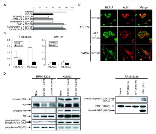 Figure 3. Mechanism of multiple myeloma cell death induced by 2D7-DB. A, effects of various inhibitors on the cytotoxic activity of 2D7-DB against multiple myeloma cells. RPMI 8226 cells were treated with PD98059 (10 μmol/L), Z-VAD-fmk (5 μmol/L), wortmannin (10 μmol/L), TcdB (10 pmol/L), cytochalasin D (1 μmol/L), or latrunculin A (0.1 μmol/L) for 1 h and then cultured with 2D7-DB (1 μg/mL) for 24 h. Cell viability was determined by WST-8 assay. Columns, mean of triplicate measurements; bars, SD. B, activation of Rho proteins by 2D7-DB in RPMI 8226 and KM102 cells. Cells were treated with 2D7-DB (1 μg/mL) for 5 min. Cell lysates were subjected to Rho A,B,C activation assay. C, localization of HLA-A and cytoskeletal actin filaments in ARH-77 and KM102 cells. Cells were incubated with 1 μg/mL of 2D7-DB bearing the FLAG tag for 10 min at 37°C. In some experiments, cells were treated with 0.1 μmol/L latrunculin A (Lat A) for 30 min before the addition of 2D7-DB. Cell specimens were stained with FITC-labeled anti-FLAG tag antibody and rhodamine-phalloidin and examined by confocal laser scanning microscopy. D, RPMI 8226 and KM102 cells were treated with 2D7-DB (1 μg/mL) for the indicated times. Cells were lysed and subjected to Western blotting using specific antibodies. In some experiments, RPMI 8226 cells were treated with 2D7-DB (1 μg/mL) or melphalan (L-PAM; 10 μmol/L) to assess activation of caspase-3 and cleavage of PARP.