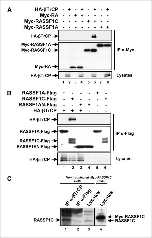 Figure 1. βTrCP coimmunoprecipitates with RASSF1C, but not with RASSF1A, and not with the RA domain (Myc-RA) common to both isoforms. A, HeLa cells were cotransfected with either HA-βTrCP (lanes 2, 4, 6, and 8) or control plasmid (lanes 1, 3, 5, and 7) together with Myc-RA (lanes 3 and 4), Myc-RASSF1C (lanes 5 and 6), or Myc-RASSF1A (lanes 7 and 8) expression vectors. Immunoprecipitates (IP) using anti-Myc antibodies (top and middle) and cell lysates were analyzed by Western blot using anti-HA-horseradish peroxidase (HRP; top and bottom) and anti-Myc-HRP antibodies (middle). B, the NH2-terminal region of RASSF1C is required for βTrCP coimmunoprecipitation. 293T cells were cotransfected with HA-βTrCP (lanes 1–3) or control plasmid (lanes 4–6) together with Flag-RASSF1A (lanes 1 and 5), Flag-RASSF1C (lanes 2 and 6), or the Flag-tagged NH2-terminal deletion fragment Flag-RASSF1ΔN (lanes 3 and 4) expression vectors. Anti-Flag immunoprecipitates (top and middle) and cell lysates (bottom) were analyzed by Western blot using anti-HA-HRP (top and bottom) and anti-Flag-HRP antibodies (middle). C, the βTrCP endogenous protein interacts with endogenous RASSF1C. Lysates from nontransfected HeLa cells (lanes 1 and 2) were immunoprecipitated with anti-βTrCP antibodies (lane 1) or, as a control, with rabbit polyclonal anti-Flag antibodies (lane 2), and then analyzed by Western blot using anti-RASSF1C antibodies. A Western blot of cell lysates from nontransfected cells and Myc-RASSF1C–transfected cells is shown (lanes 3 and 4) to verify the specificity of the anti-RASSF1C antibodies and to identify unambiguously the band corresponding to endogenous RASSF1C; the detection of both endogenous RASSF1C and Myc-RASSF1C bands by anti-RASSF1C antibodies is indicated.