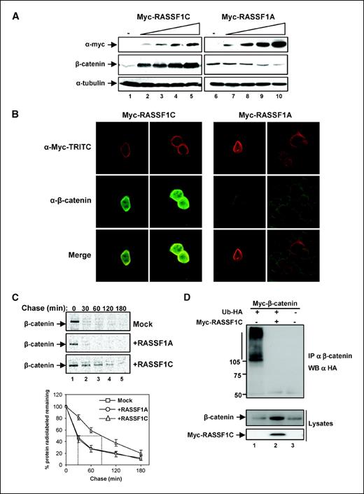 Figure 2. RASSF1C but not RASSF1A promotes β-catenin accumulation. A, HeLa cells were either untransfected (lanes 1 and 6), transfected with increasing amounts of Myc-RASSF1C expression vector (lanes 2–5, top), or transfected with increasing amounts of Myc-RASSF1A expression vector (lanes 7–10, top), and were assessed for β-catenin accumulation by Western blot using anti-β-catenin monoclonal antibodies (middle). Anti–α-tubulin antibodies were used to control for equal amounts of protein. B, β-catenin immunofluorescence staining is greatly enhanced in the presence of RASSF1C. HeLa cells transfected with Myc-RASSF1A (right) or Myc-RASSF1C (left) were analyzed by indirect immunofluorescence using anti–Myc-TRITC (top) and anti-β-catenin antibodies (middle). The expression of β-catenin in transfected cells should be compared with the level of β-catenin barely detectable in neighboring untransfected cells. C, 35S β-catenin is stabilized in the presence of RASSF1C. HeLa cells were mock transfected (Mock, top), transfected with Myc-RASSF1A (middle), or with Myc-RASSF1C (bottom). Subsequently, we metabolically labeled cells for pulse-chase analysis, immunoprecipitated 35S β-catenin using anti-β-catenin antibodies, and did SDS-PAGE and autoradiography. The graph represents the radioactive bands corresponding to β-catenin detected at different times. These bands were quantified and the decay curves of β-catenin in untransfected (Mock) or in Myc-RASSF1A– or Myc-RASSF1C–transfected cells are shown. D, β-catenin ubiquitination is reduced in the presence of RASSF1C. HeLa cells were cotransfected with HA-ubiquitin and Myc-β-catenin in the absence (lane 1) or in the presence of Myc-RASSF1C (lane 2) or Myc-β-catenin was transfected alone (lane 3). Cells were treated with the proteasome inhibitor MG132. Ubiquitinated species of β-catenin were revealed using anti-HA antibodies after anti-β-catenin immunoprecipitation. β-Catenin and Myc-RASSF1C were detected in the lysates as indicated. WB, Western blot.