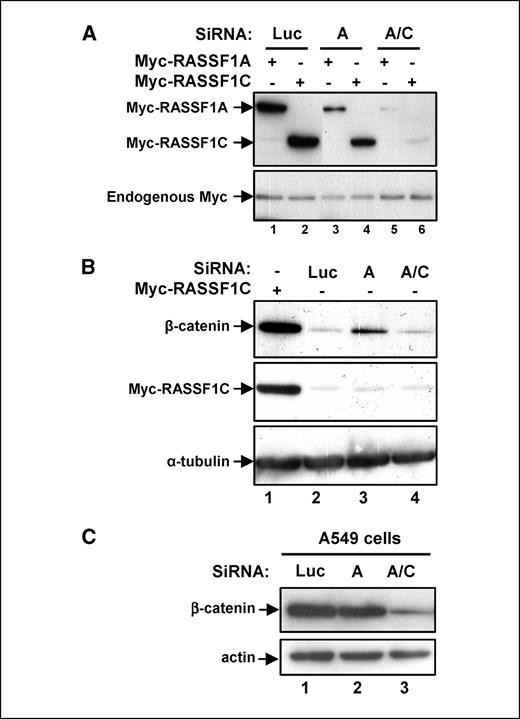 Figure 5. Accumulation of β-catenin resulting from RASSF1A silencing is impaired when RASSF1C is silenced together with RASSF1A. A, HeLa cells transfected with either Myc-RASSF1A or Myc-RASSF1C expression vectors were treated with siRNA Luc as a control (lanes 1 and 2), siRNA A (lanes 3 and 4), or siRNA A/C (lanes 5 and 6). The effect of siRNAs on Myc-RASSF1A or Myc-RASSF1C expression was analyzed by Western blot using anti-Myc antibodies. Endogenous Myc was used as a control. B, silencing of RASSF1A by siRNA A promotes β-catenin accumulation, whereas silencing both RASSF1A and RASSF1C has no effect. HeLa cells treated with siRNA Luc (lane 2), siRNA A (lane 3), or siRNA A/C (lane 4) were analyzed for the expression of β-catenin by Western blot using anti–β-catenin antibodies (top). The blot was also probed with antitubulin antibodies (bottom) as a control. HeLa cells transfected with RASSF1C (lane 1) were used as a positive control for RASSF1C-mediated β-catenin accumulation. C, silencing of RASSF1C by siRNA A/C in A549 cells prevents β-catenin accumulation. A549 cells treated with siRNA Luc (lane 1), siRNA A (lane 2), or siRNA A/C (lane 3) were analyzed for the expression of β-catenin by Western blot (top).