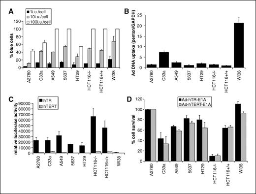 Figure 1. Infectivity and telomerase promoter activities in cell lines. A, Ad-CMV-LacZ infectivity assay. Cells were pulse infected with a titration of Ad-CMV-LacZ (1, 10, or 100 i.u. per cell). Twenty-four hours postinfection, cells were fixed and stained overnight for LacZ expression. Infectivity was assessed by counting the percentage stained cells in five random fields (500–1,000 cells). The experiment was repeated twice. Columns, mean of both experiments; bars, SE. B, uptake of adenovirus DNA in cell lines. Cells were pulse infected with 1 i.u. per cell of Ad-WT, Ad-hTR-E1A, Ad-hTERT-E1A, and the nonreplicating vector Ad-SV40-Luc in parallel. Penton and cellular GAPDH DNA levels were monitored by QPCR at 1 h postinfection. For an independent experiment, relative uptake in each cell line was the mean penton value calculated for all viruses. The experiment was repeated twice. Columns, mean of both experiments; bars, SE. C, hTR and hTERT promoter activities in cell lines. Cells were pulse infected in quadruplicate with a titration Ad-hTR-Luc or Ad-hTERT-Luc (0.01–100 i.u. per cell). Luciferase activities were determined at 48 h postinfection and normalized to adenoviral DNA uptake in each cell line. All experiments were repeated thrice. Results were obtained at 1 i.u. per cell. Columns, mean of three independent experiments; bars, SE. D, cytotoxicity of Ad-hTR-E1A and Ad-hTERT-E1A in cancer cell lines at 10 i.u. per cell. MTT assays were done on Ad-hTR-E1A– and Ad-hTERT-E1A–infected cells at 7 d postinfection. The surviving cell fraction was estimated relative to mock-infected cells for MOI of 10, at which concentration effects on the normal fibroblasts WI38 were limited. Columns, mean of three independent experiments; bars, SE.