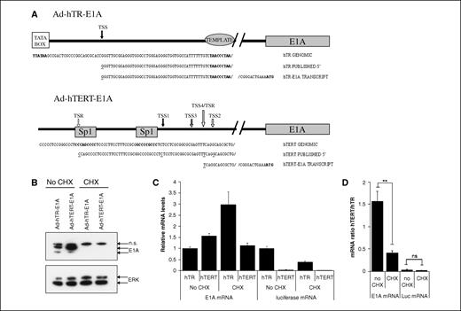 Figure 5. Regulation of the telomerase promoters in the CRAd background. A, sequences of the 5′ ends of hTR-E1A and hTERT-E1A transcripts. C33A cells were pulse infected with 100 i.u. per cell of each CRAd. Twenty-four hours postinfection, RACE analysis was done. Longest transcripts sequenced in Ad-hTR-E1A– or Ad-hTERT-E1A–infected cells in addition to genomic sequences of hTR and hTERT promoters and the previously published 5′ ends of the endogenous transcripts. For the hTERT promoter, the white arrows indicate a mapped transcriptional start region (TSR), whereas the black arrow (TSS1) and gray arrow (TSS2) represent mapped start sites of the hTERT endogenous transcript. The hatched arrow (TSS3) shows the mapped initiation site of Ad-hTERT–nitroreductase transcripts expressed in C33A cells. References for all mapping studies can be found in ref. 15. Underlined, nucleotides corresponding to transcriptional starts; bold lettering, important structural and regulatory features. B to D, blockade of E1A protein expression partially restores the differential expression of E1A mRNA by hTR/hTERT promoters in CRAd-infected cells. A549 cells were left untreated or pretreated for 1 h with 10 μG/mL cycloheximide (CHX) and then pulse infected for 1 h with 50 i.u. per cell Ad-hTR-E1A, Ad-hTERT-E1A, Ad-hTR-Luc, or Ad-hTERT-Luc. Postinfection, the cycloheximide block was replenished and the cells were incubated for a further 24 h before protein extraction and Western blotting (B) or RNA extraction and QPCR (C and D). C, levels of transcripts determined relative to Ad-hTR vectors in the absence of cycloheximide. D, ratios of hTERT/hTR–specific transcripts. Western blots were done twice. Representative figure. QPCR results. Columns, mean of four independent experiments; bars, SE. **, P < 0.01. ns, not significant.
